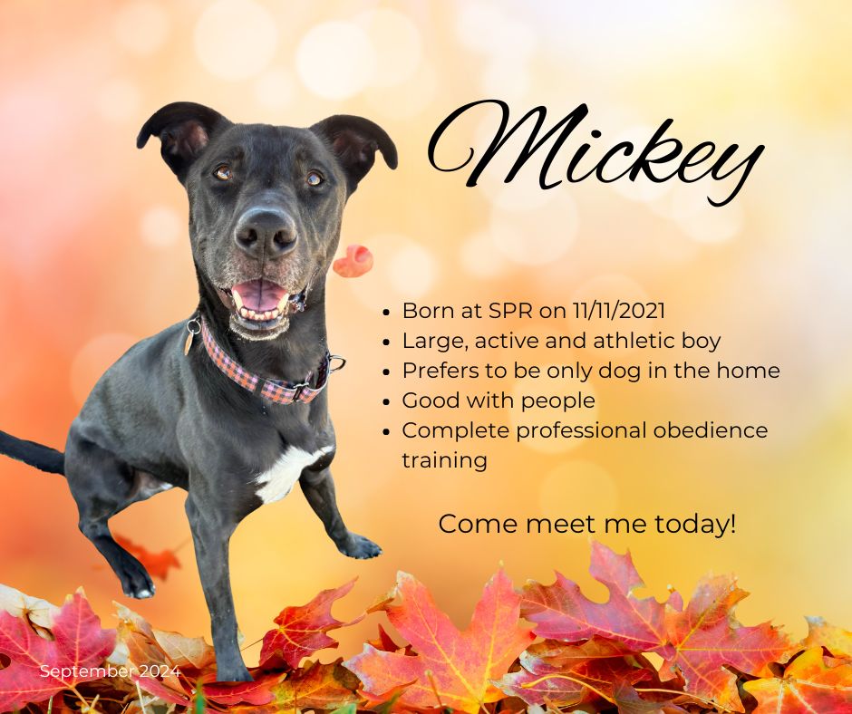 Featured Dog: Mickey
