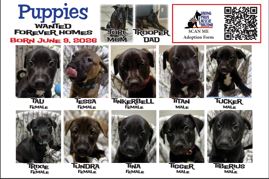 The T Litter — ten puppies born June 9: Tali, Tessa, Tinkerbell, Titan, Tucker, Trixie, Tundra, Tina, Tigger, and Tiberius
